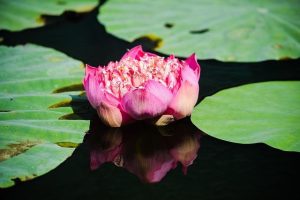 Lotus Seven: la filosofia “less is more” di Colin Chapman ancora viva